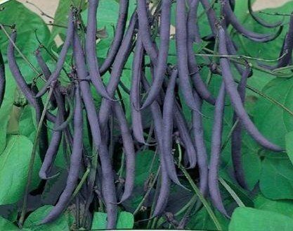 Piante & sementi: Violette BUSCHBOHNE Purple Teepee / 20 Samen – Nuovo (secondo la descrizione) da Hinteregg venduto da ERFOLG78