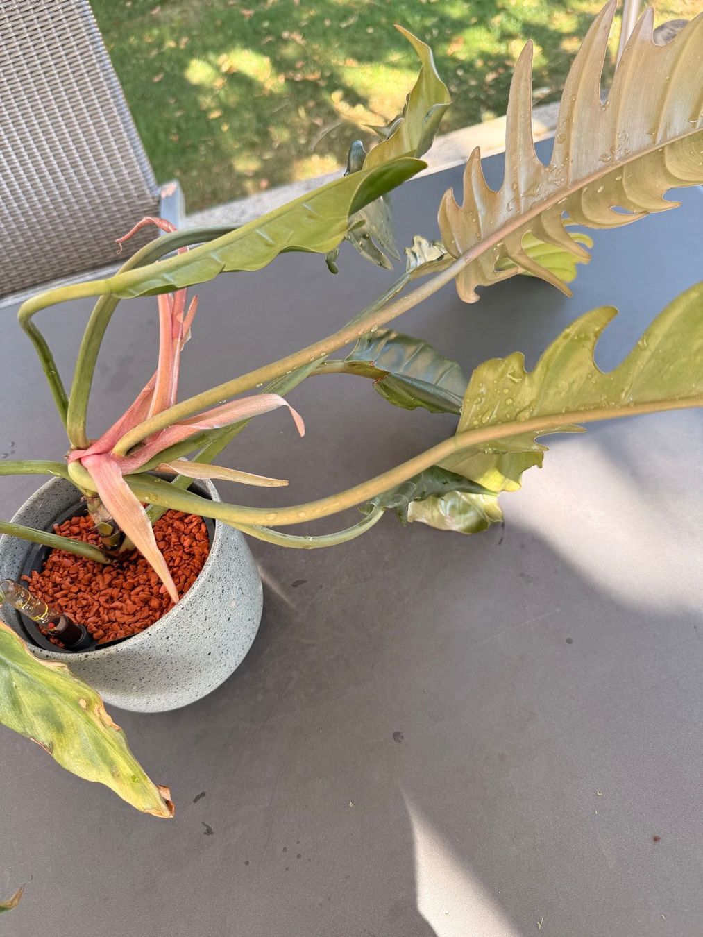 Piante & sementi: Philodendron bipinnatifidum 'Choco Empress' – Usato da Rafz venduto da jca_98p5 1