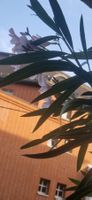 wunderschöner 210 cm Oleander