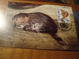 Satz Maximumkarten Sondermarken Tiere 1995