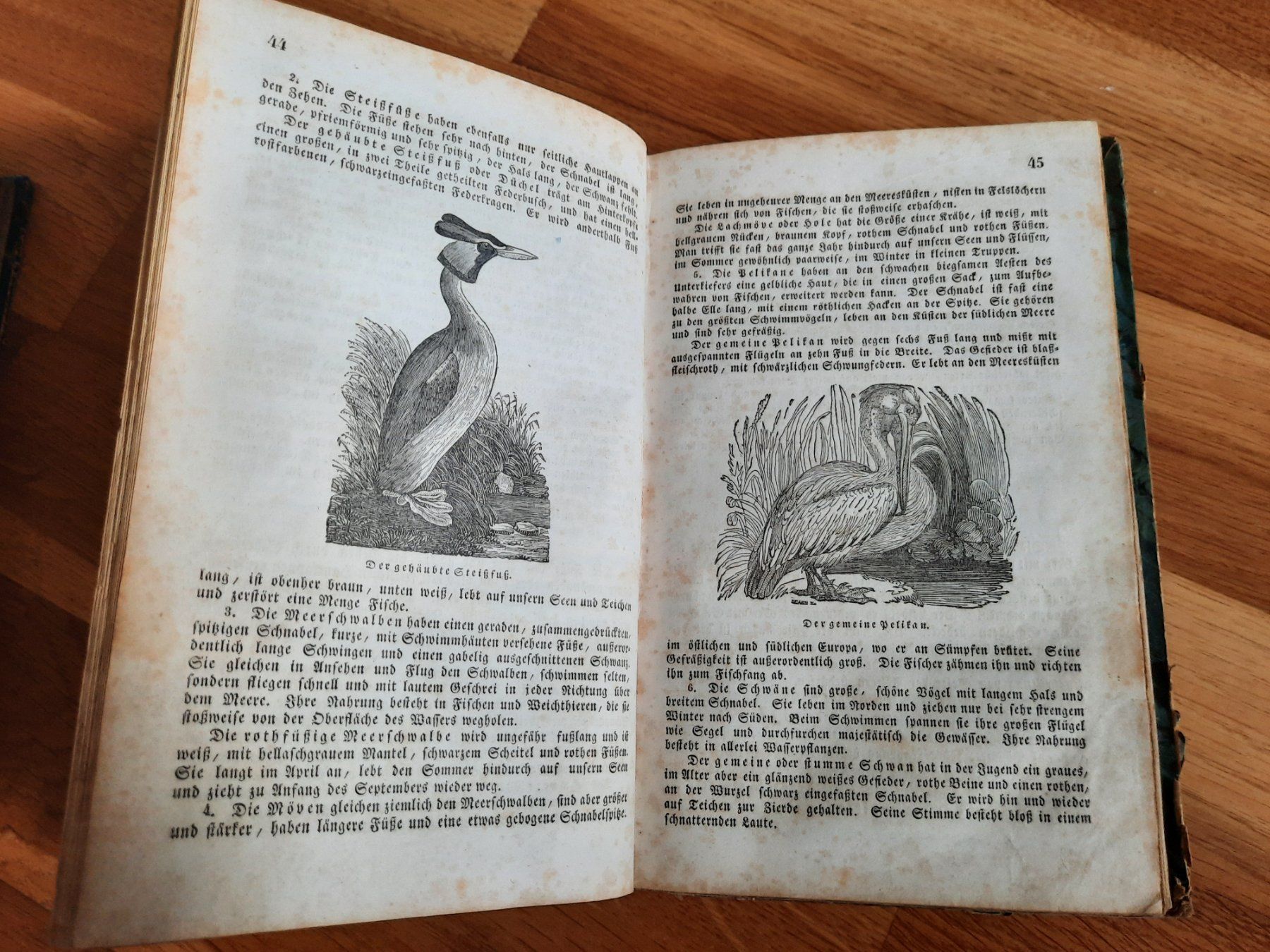 Libri: Antikes Naturkundebuch 1838 – Usato da Luzern venduto da Namruk01 2