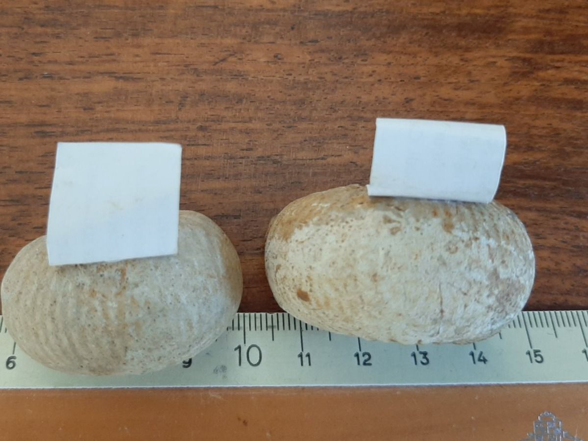 Fossili: Ammoniten Normandie – Usato da Rickenbach BL venduto da Oktober68 6