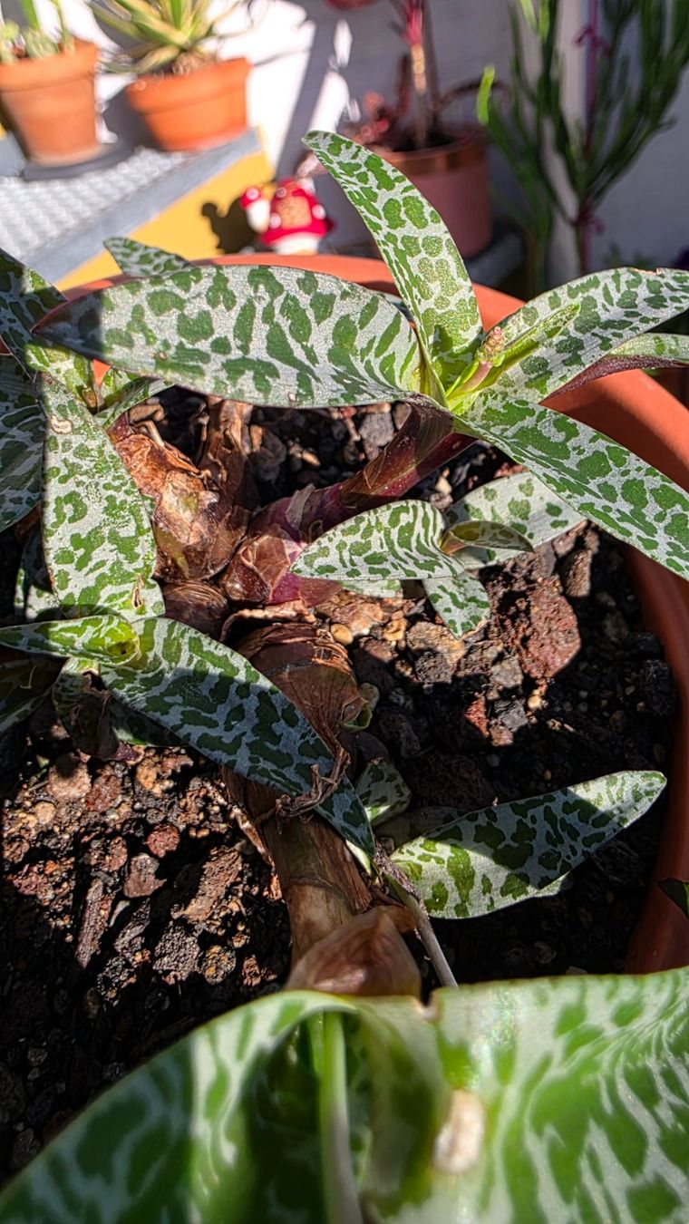 Piante & sementi: Ledebouria socialis – Nuovo (secondo la descrizione) da Zürich venduto da The_Plant_Wizard 3