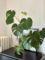 Monstera Deliciosa Zimmerpflanze im Glasvasen Top Zustand
