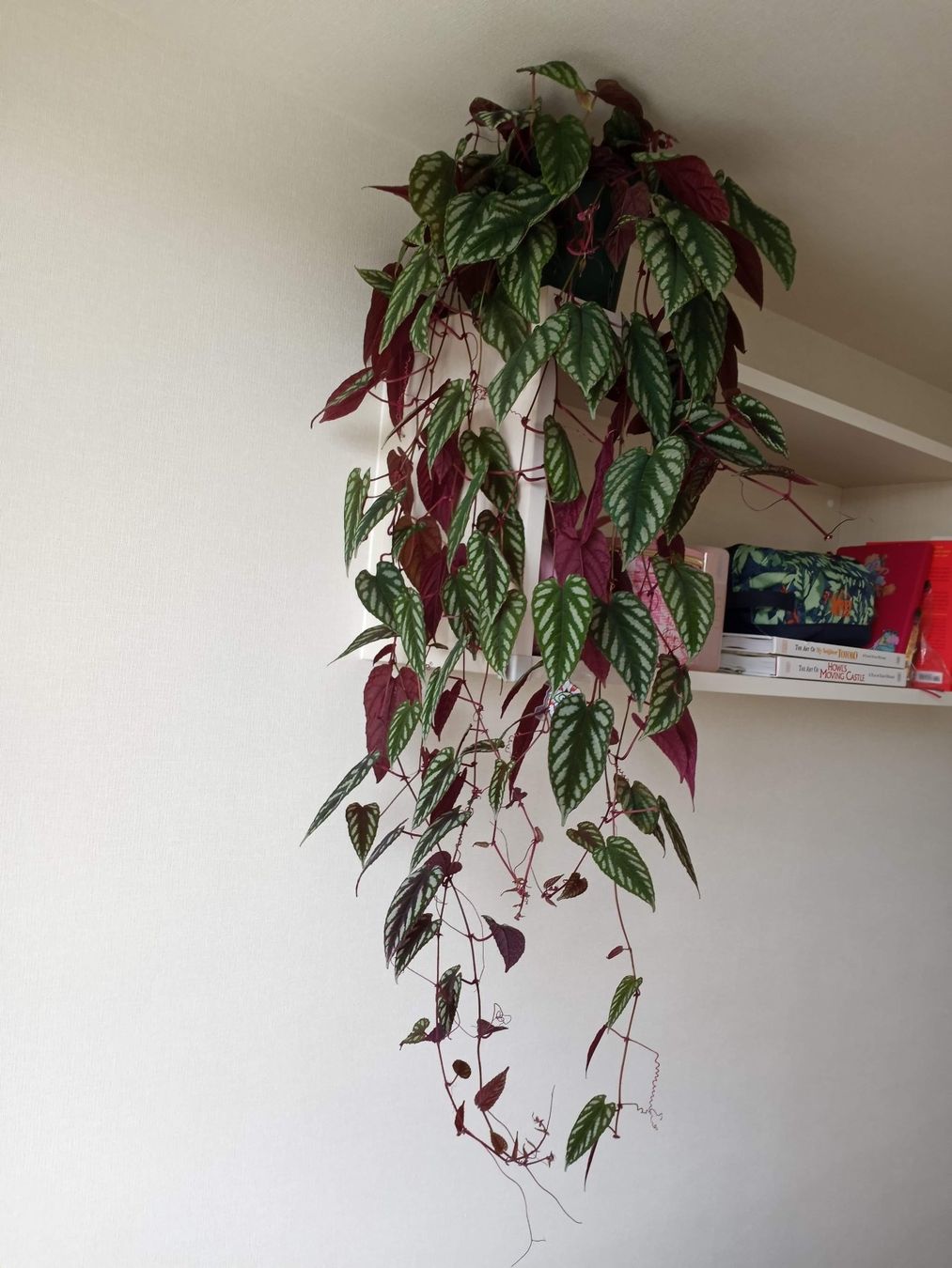 Piante & sementi: Cissus Discolor - Bunte Klimme – Usato da Winterthur venduto da Aniger 7