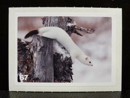MIGROS MANIA Nature Detectives Nr. 67