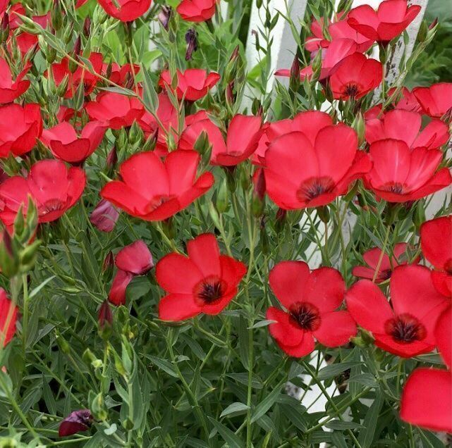 Piante & sementi: 30 Samen  Grossblumiger Lein RUBRUM ROT – Nuovo e nell'imballaggio originale da Rovio venduto da POSITIFFARTandPLANTS