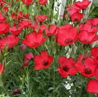 30 Samen  Grossblumiger Lein RUBRUM ROT