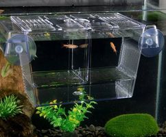 Couveuse - Incubateur pour aquarium - Boite d'isolation