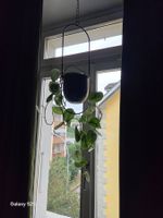 Blumenampel metall schwarz mit Pflanze!