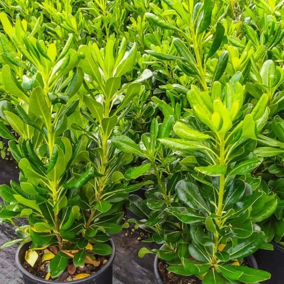 10 Samen immergrüner Zierstrauch PITTOSPORUM TOBIRA Graines Kaufen