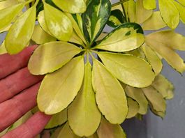 "SCHEFFLERA ARBORICOLA" 50cm ↕️ ZIERPFLANZE 🌱PLANTE ORNEME