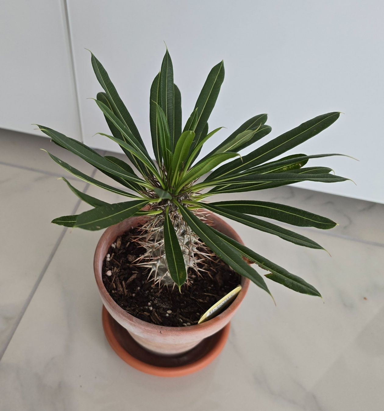 Plantes & graines: Madagaskar Palme – D'occasion à Aarburg par Glitzerzauber 1