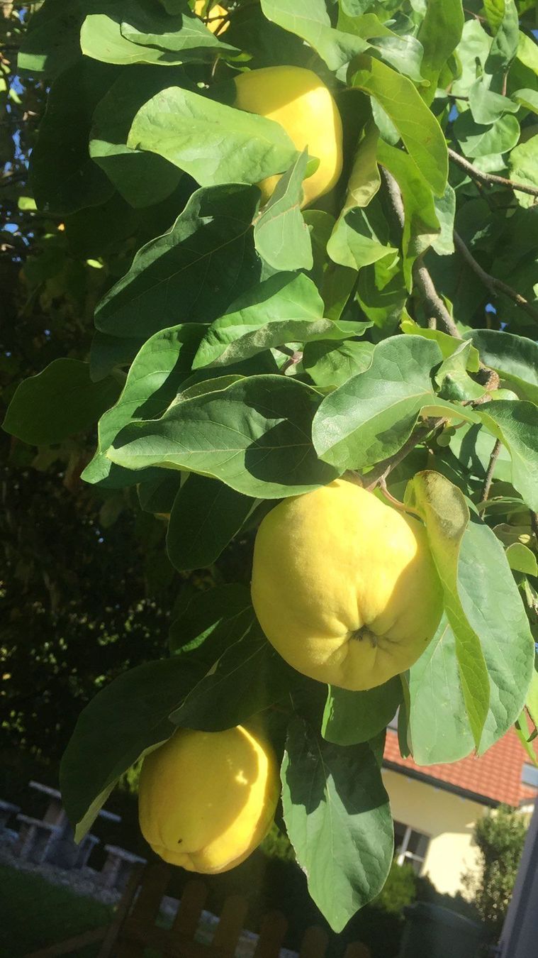 Herbalife Cibi & Specialità: Quitten BIO 4kg – Nuovo e nell'imballaggio originale da Uzwil venduto da Zairi_Mairi 1