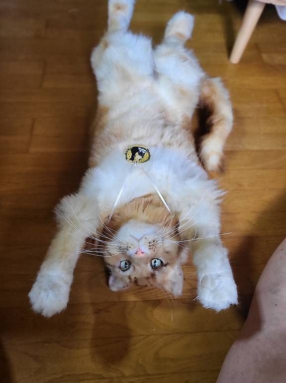 Statuette: Wunderschöne Plüsch Katze 50cm – Usato da Reigoldswil venduto da Paola_87 1