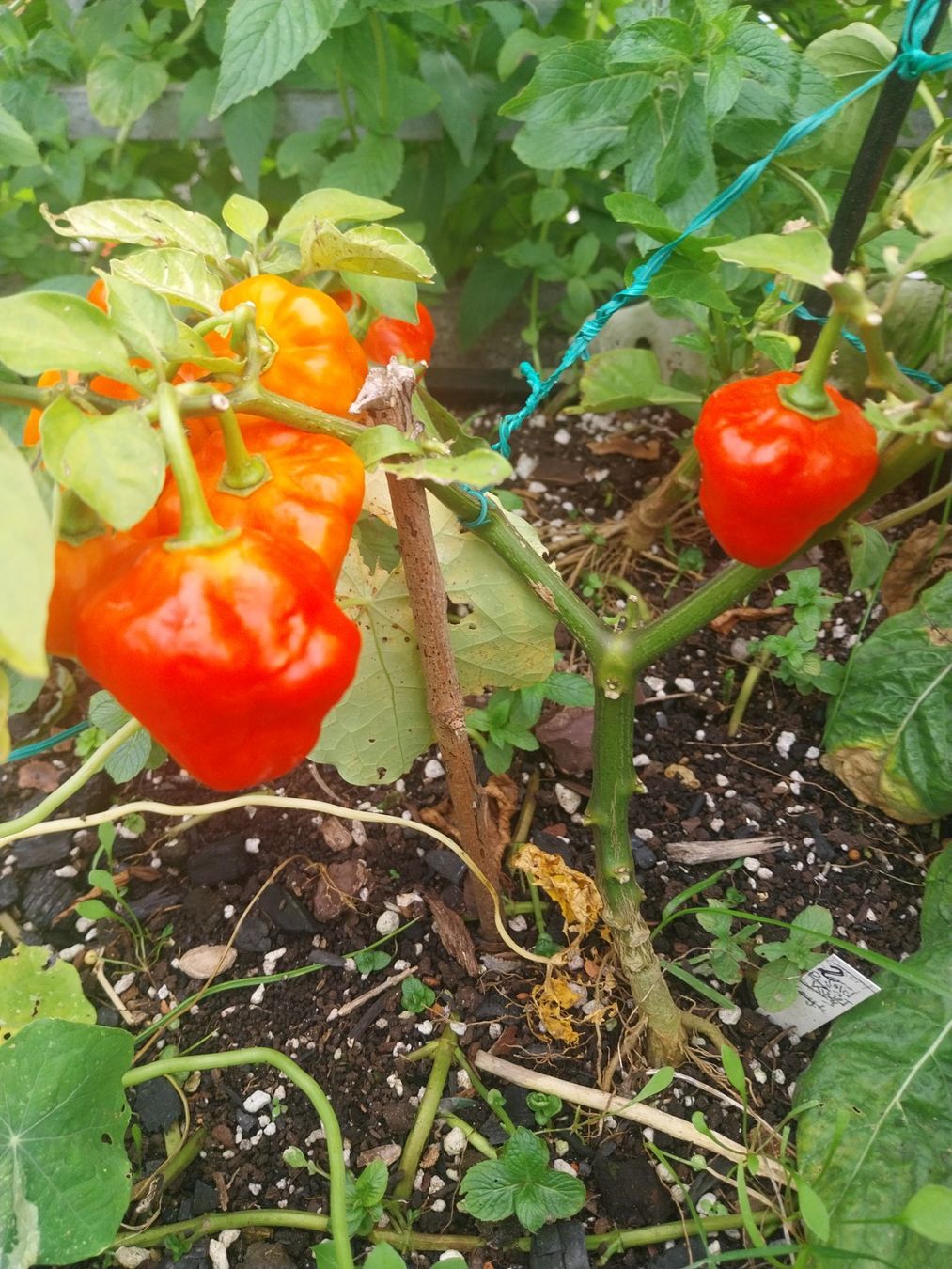 Piante & sementi: Samen Chili Aji Dolce rot 10Stk. – Usato da Schwaderloch venduto da bademeister79 2