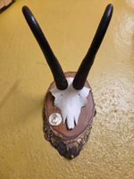 Gams Trophäe mit Medallie