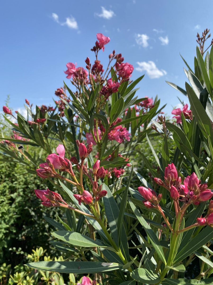 Piante & sementi: Hochstamm-Oleander pink – Usato da Hünenberg venduto da a.u.849 1