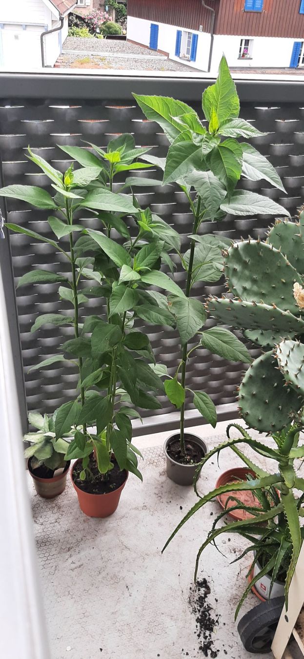 Piante & sementi: Essbare Knollen-Sonnenblume Winterhart – Nuovo e nell'imballaggio originale da Kreuzlingen venduto da Vwpassat6 2