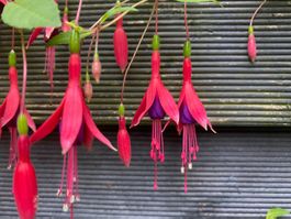 frostharte Scharlach-Fuchsie (Fuchsia magellanica)