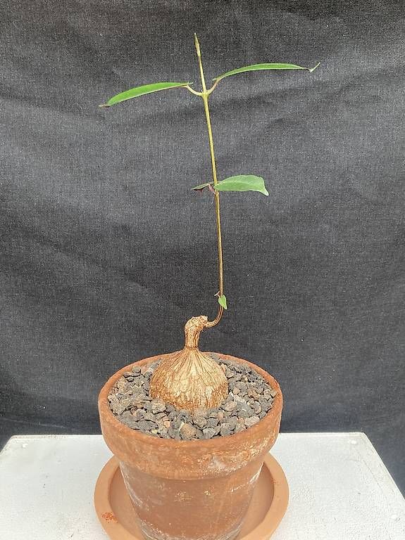 Piante & sementi: Caudex Petopentia natalensis – Usato da Liestal venduto da PrebenZwei