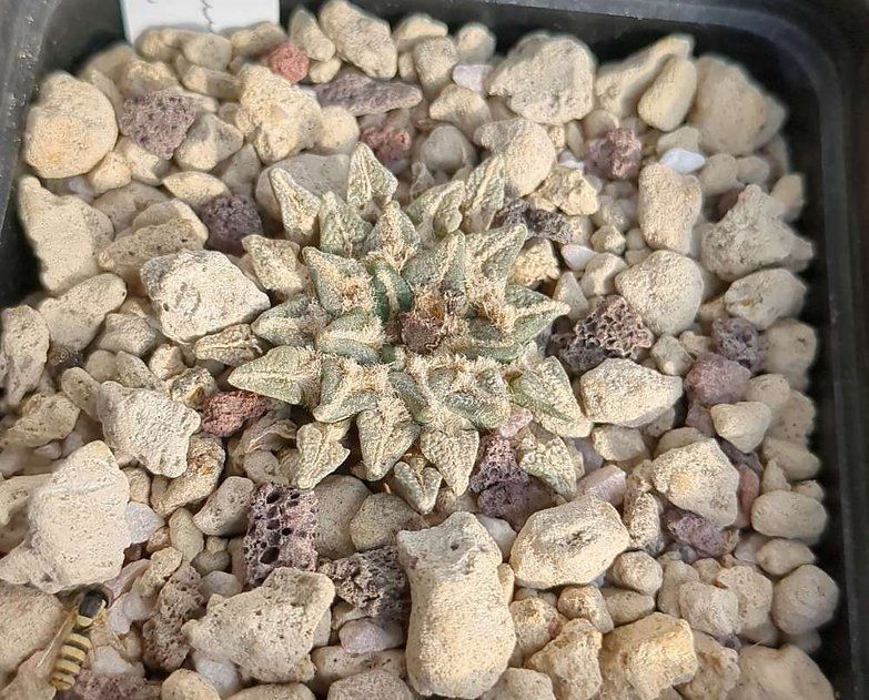 Plantes & graines: Ariocarpus kotshoubeyanus mcdowelli – D'occasion à Vuisternens-Romont par Cold_cactus