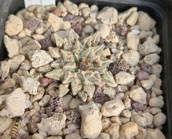 Ariocarpus kotshoubeyanus mcdowelli