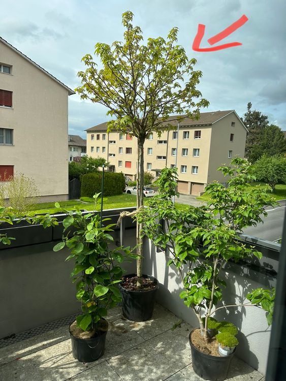 Amberbaum „Gumball“, Höhe ca. 2,102,20m Kaufen auf Ricardo