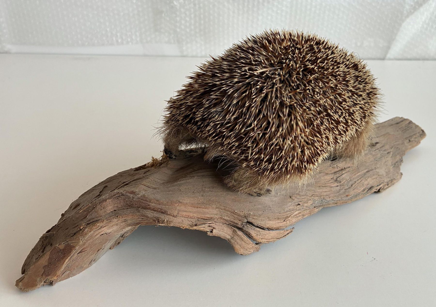 Monde des animaux: Süsser Igel – D'occasion à Bäretswil par robsonantik 3