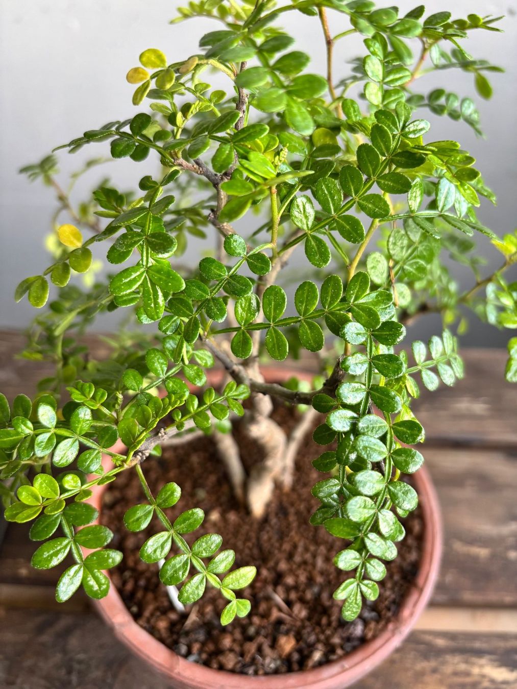 Piante & sementi: Bonsai. Pfefferbaum, Xantoxylum piperitum. Eigenzucht, 4J – Nuovo (secondo la descrizione) da Uster venduto da maguro 2