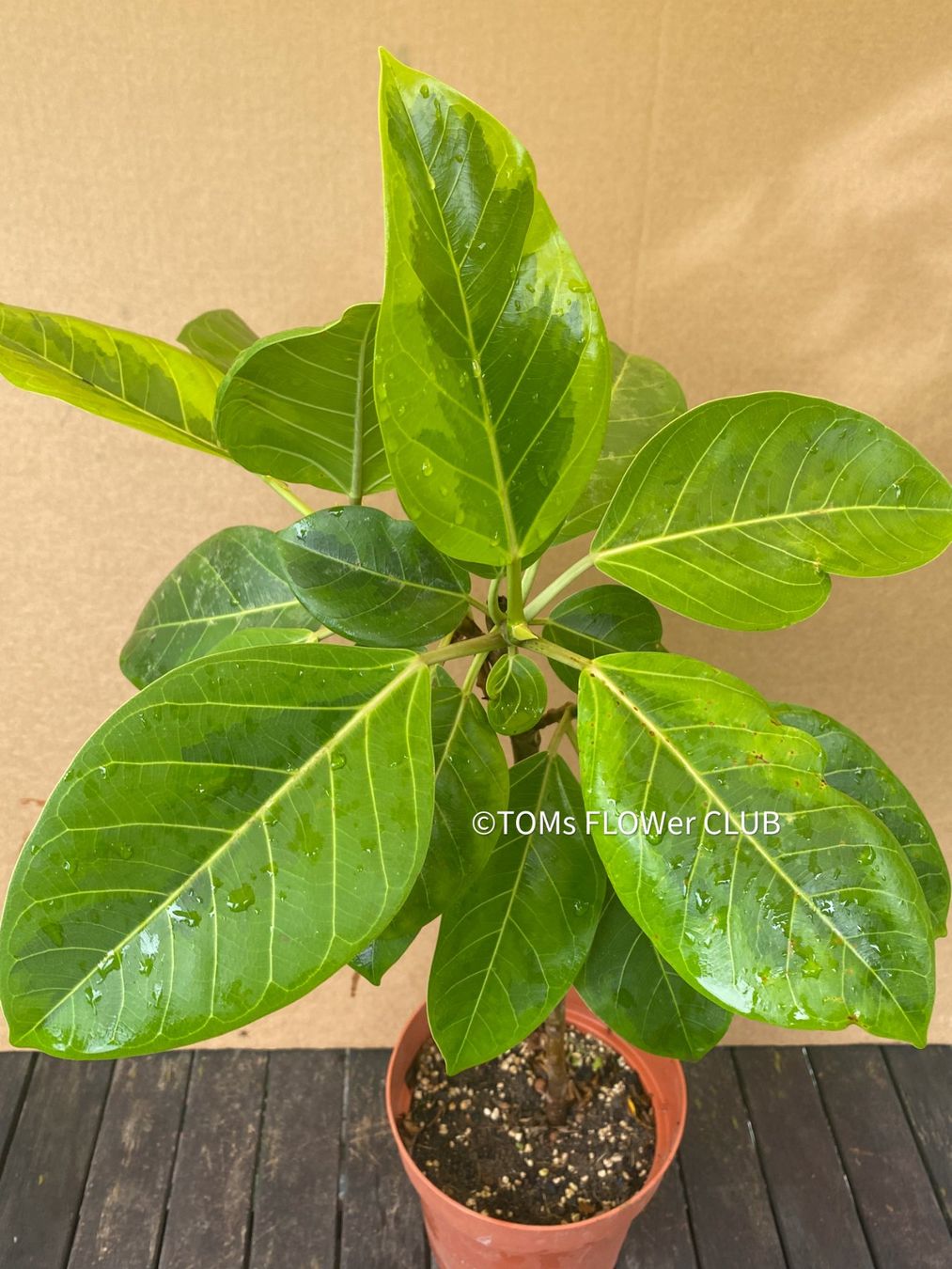 Pflanzen & Samen: Ficus Altissima Aurea Variegata - als Steckling – Neu und originalverpackt aus Adliswil von astom369 3