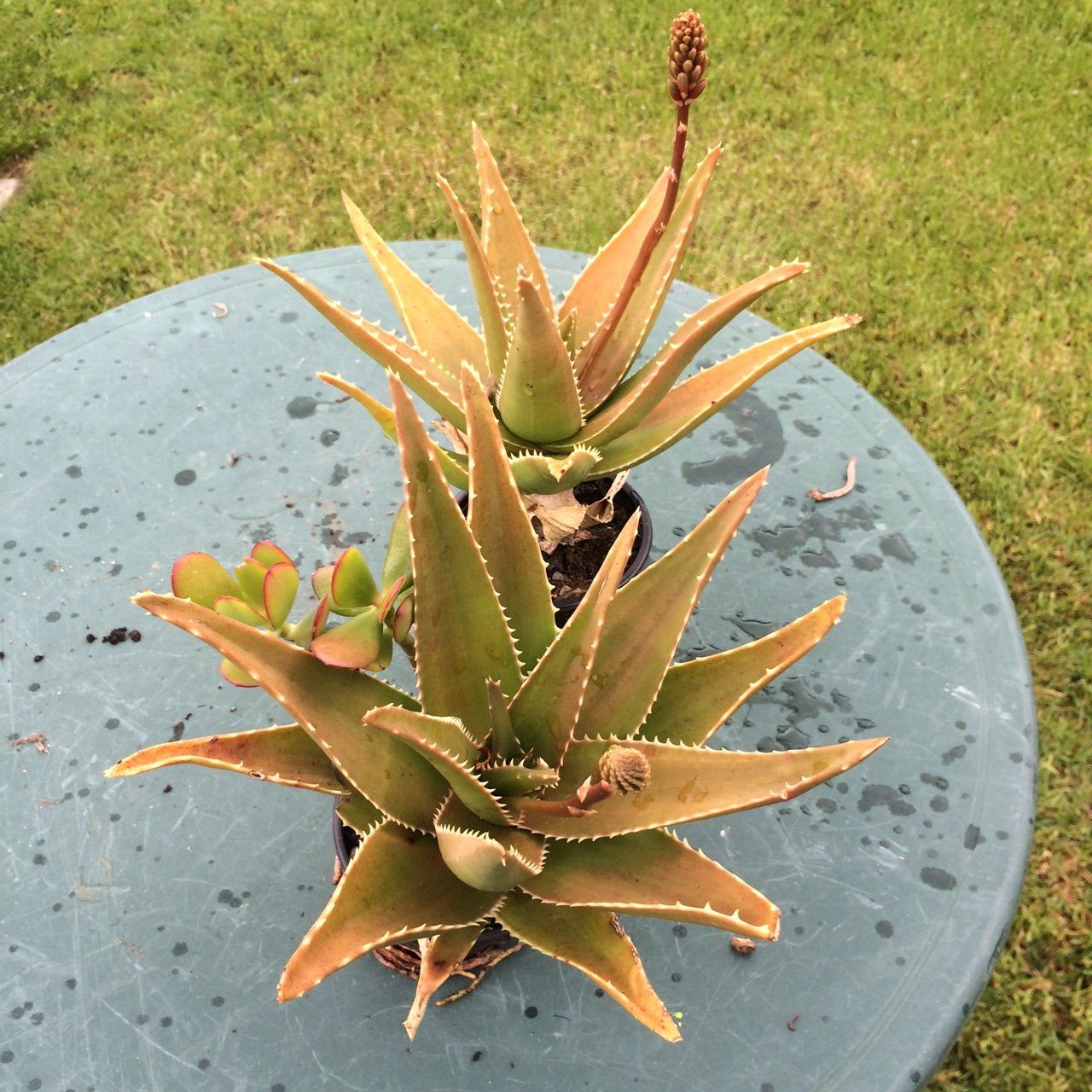 Piante & sementi: Aloe arborescens – Nuovo (secondo la descrizione) da Vinelz venduto da Wellensittich55 2