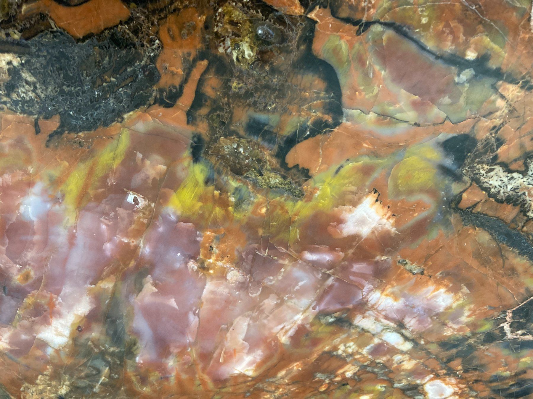 Mineralien & Heilsteine: WUNDERSCHÖNE VERSTEINERTE  HOLZ - SCHEIBE  27,25 KILO – Neu und originalverpackt aus Aesch ZH von LiquidAktion 5