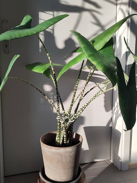 homalomena variegata Homalomena Rubescens Variegata  Studio Plantes