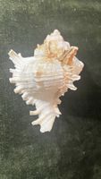 Vintage Muschel Chicoreus ramosus Hamburg  Deko