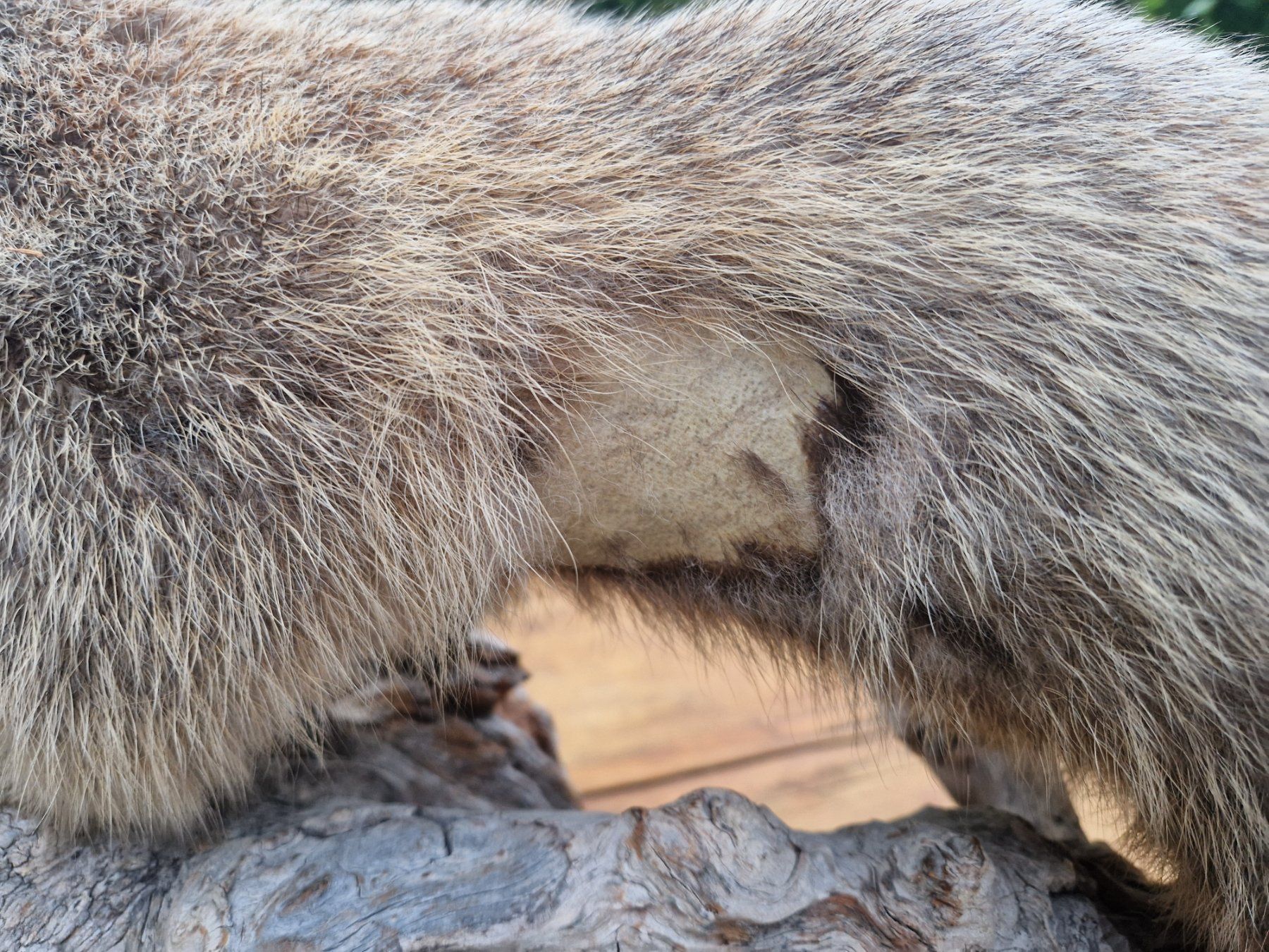 Welt der Tiere: Murmeltiere – Gebraucht aus Wetzikon ZH von Hella73 3