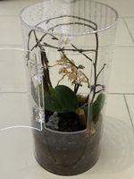 Repti Terra Clear (eingerichtet)