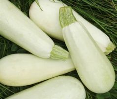 Rarität! Zucchini Weiss von Triest 10 Samen Graines Semi