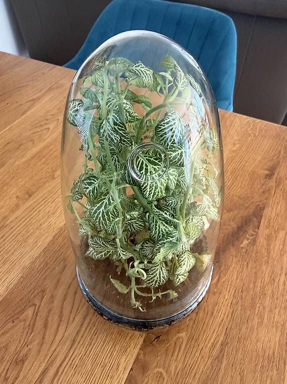 Terrario: Fittonia im Glas Terrarium  – Usato da Bülach venduto da JankaV 3