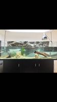 Aquarium für Wasserschildkröten