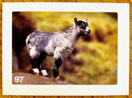 Migros Nature Detectives - Bild Nr. 97