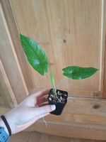 Alocasia shattered glass