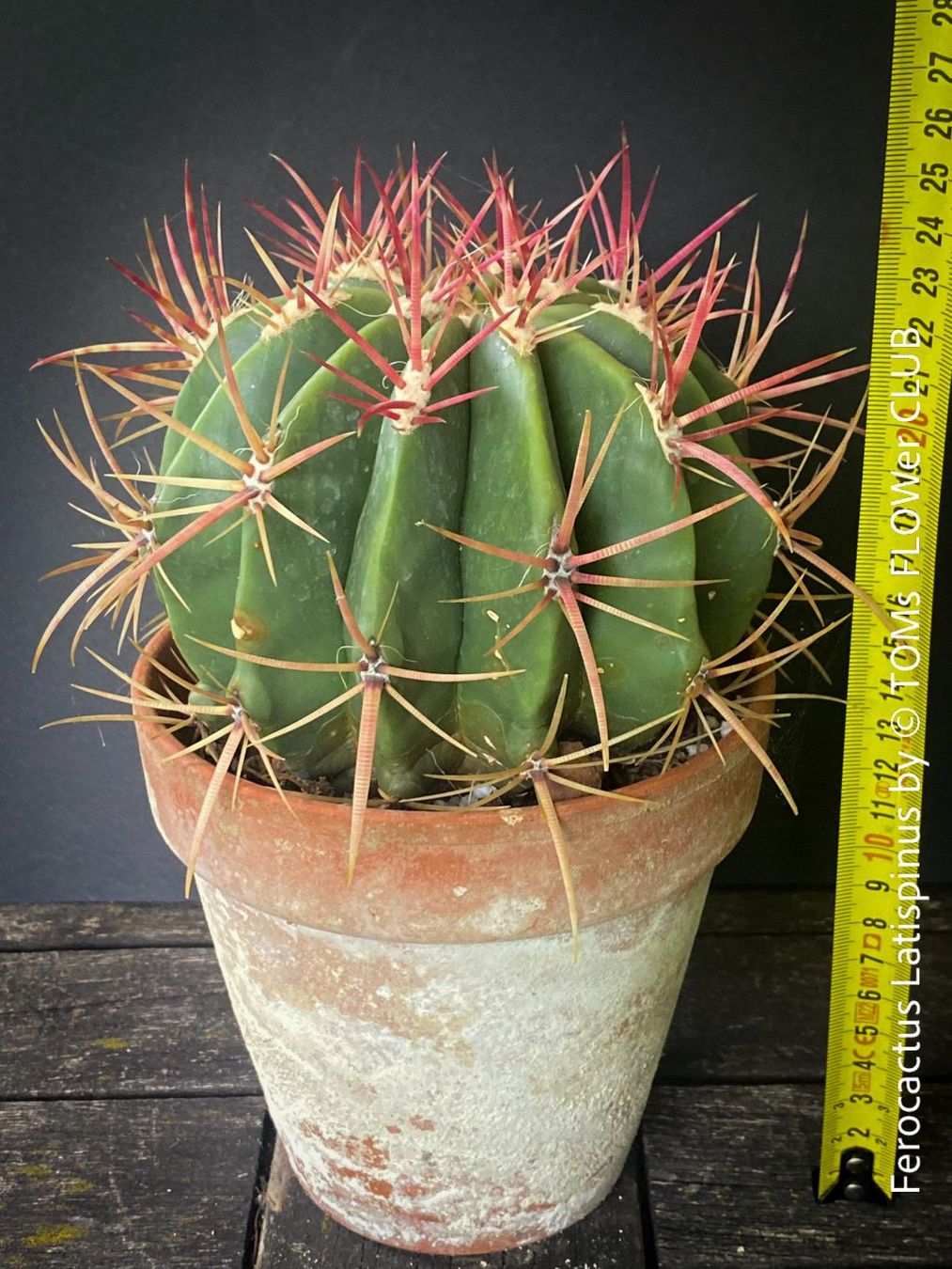 Pflanzen & Samen: Ferocactus Latispinus - Sonne liebender Kaktus – Neu und originalverpackt aus Adliswil von astom369 4