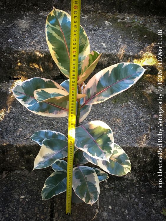 Ficus Elastica Variegata Red Ruby - ein eleganter Blickfang (Neu und  originalverpackt) in Adliswil fr CHF 26  mit Lieferung auf Ricardo kaufen
