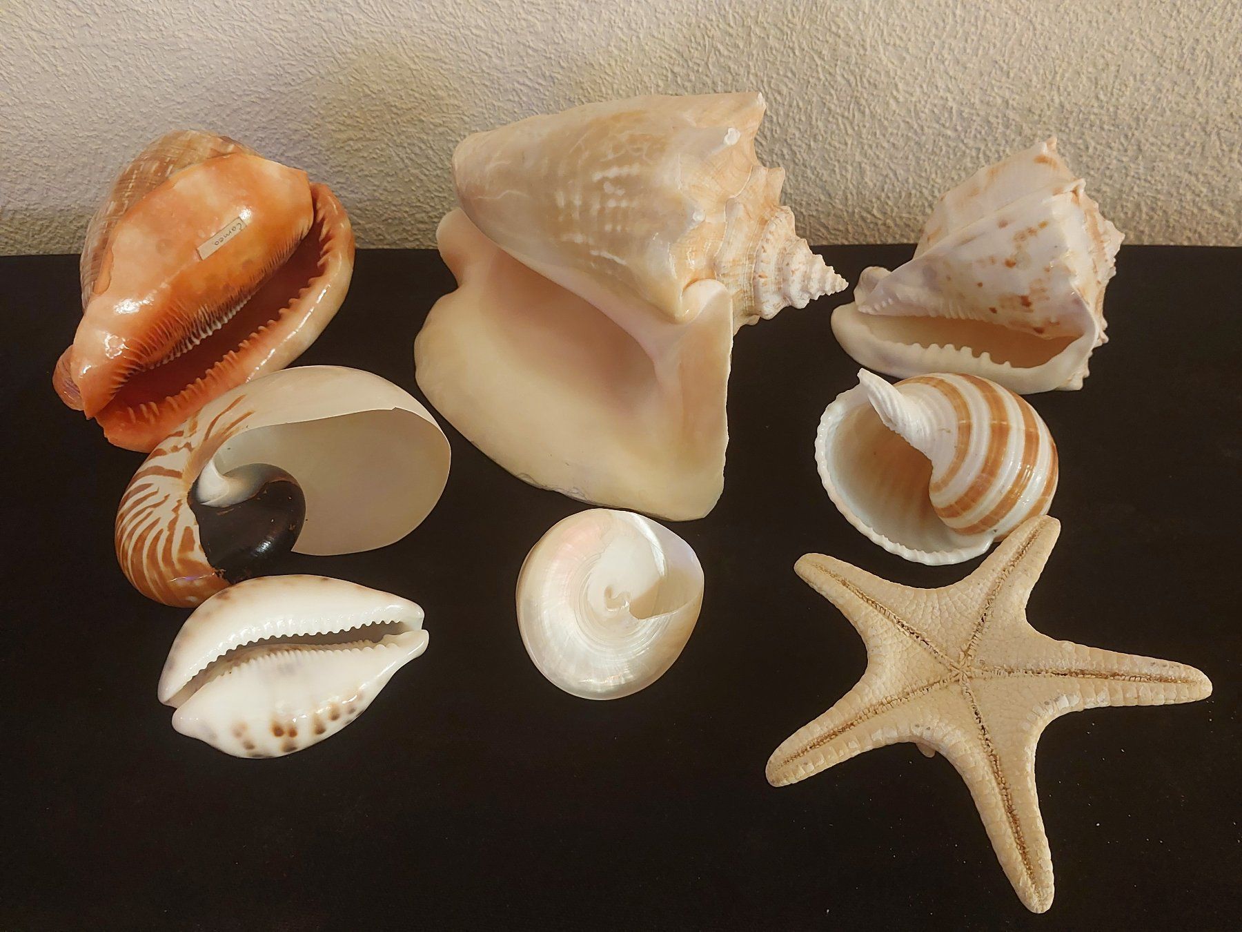 Fossili: Muschelsammlung Meeresdeko verschiedene Arten – Usato da Opfikon venduto da Fighty 1