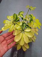 "SCHEFFLERA ARBORICOLA" 50cm ↕️ ZIERPFLANZE 🌱PLANTE ORNEME