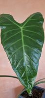🤩Alocasia Longiloba Green on Green Variegata Rhizom 
