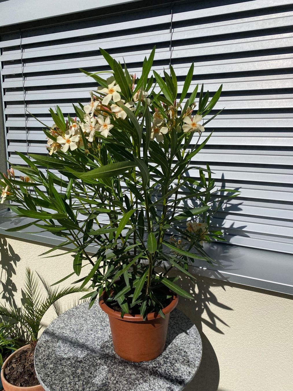 Plantes & graines: Oleander gelb, Höhe 100 cm – Neuf (Voir description) à Alchenflüh par smart- 2