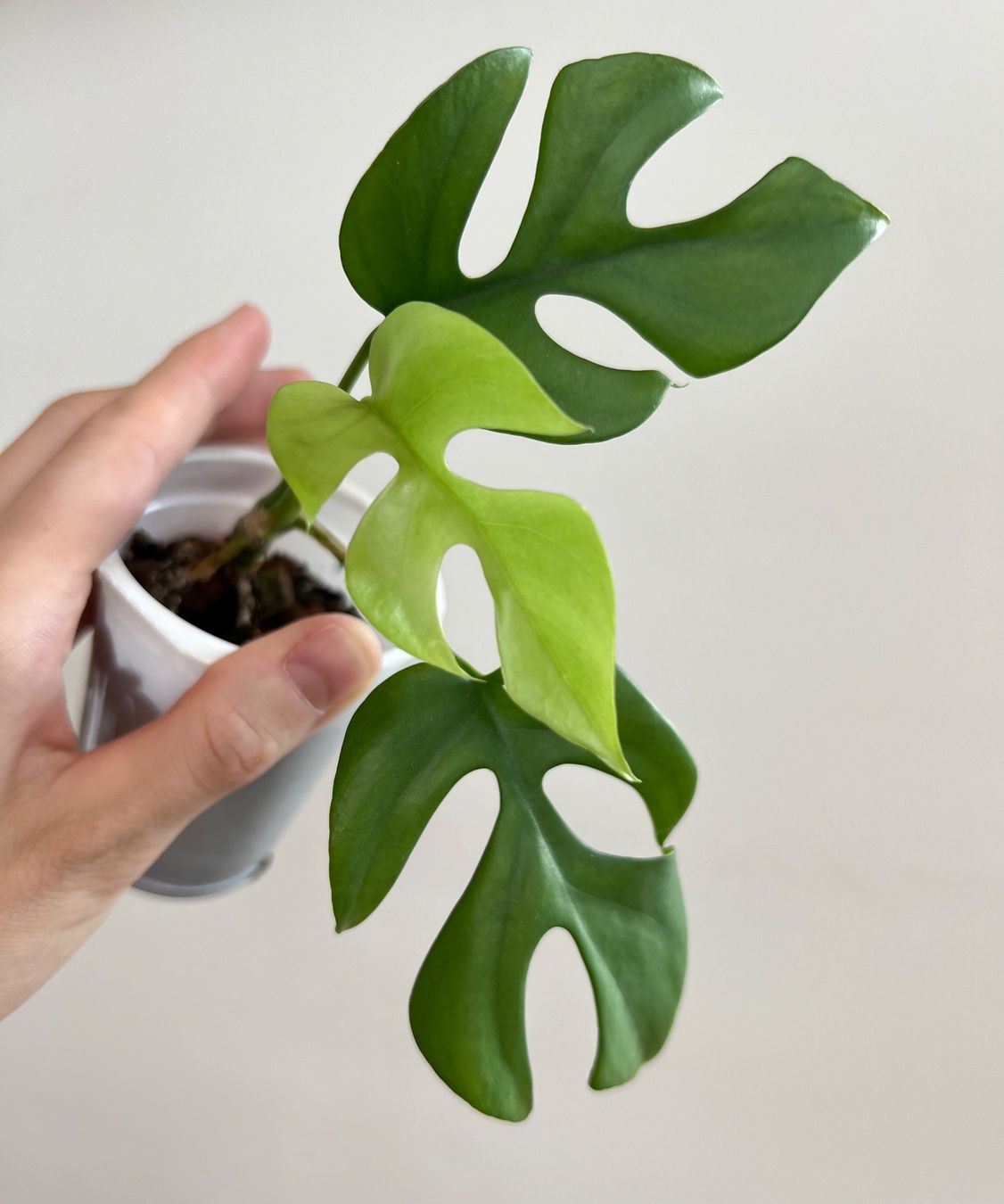 Plantes & graines: Monstera minima – D'occasion à Glattpark(Opfikon) par ste_n99y