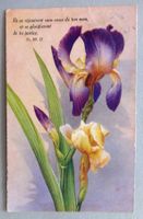 Iris de France